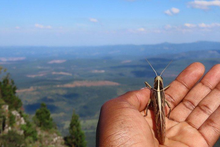 Excursion d'une journée sur la route panoramique