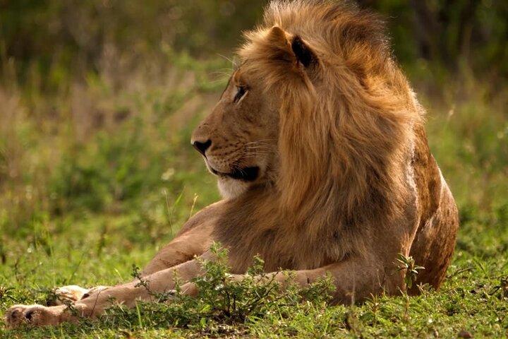 Safari giornalieri di 3 giorni a budget Masai Mara su 4x4 senza costi di parcheggio