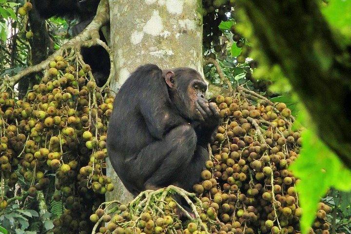ニュングウェ国立公園での2日間のチンパンジートレッキングとキャノピーウォーク