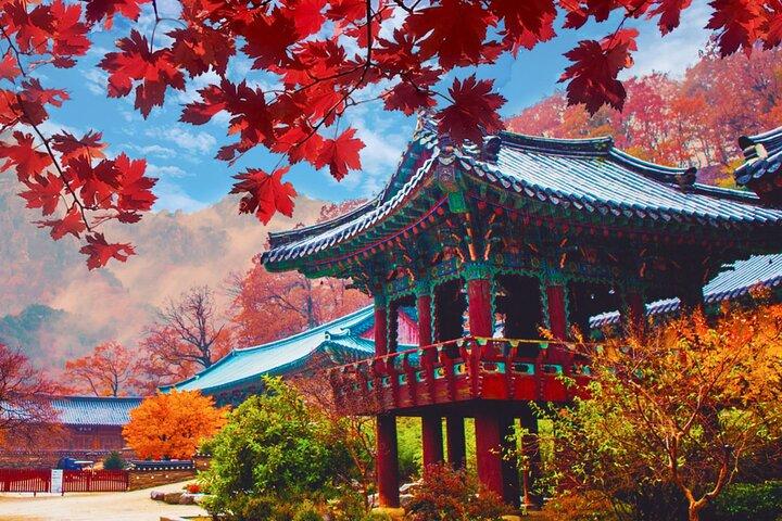 Naejangsan Herbst Laub Tagestour von Seoul oder Busan