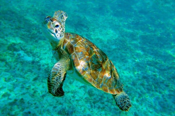Tulum Turtle Snorkling och Beach Day Tour