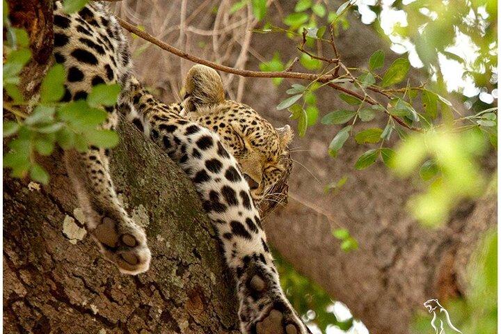 Budget Yala Safari 1 noite albergue e refeições em Tissamaharama