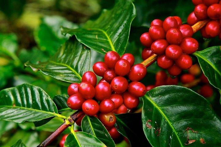 Visite a Catarata Materuni com Chimbo (origin) Point & Coffee Tour