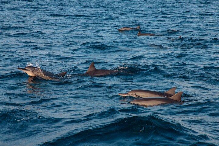 Maldives Dolphin Discovery Cruise en hors-bord