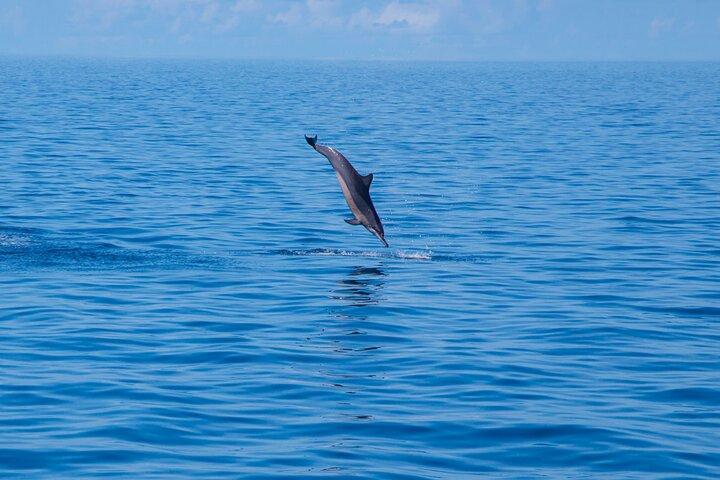 Maldives Dolphin Discovery Cruise en hors-bord