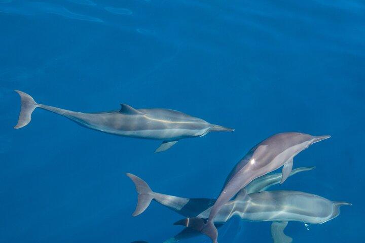 Maldives Dolphin Discovery Cruise en hors-bord