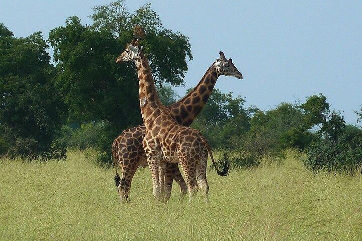 3 dias Murchison Falls Parque Nacional