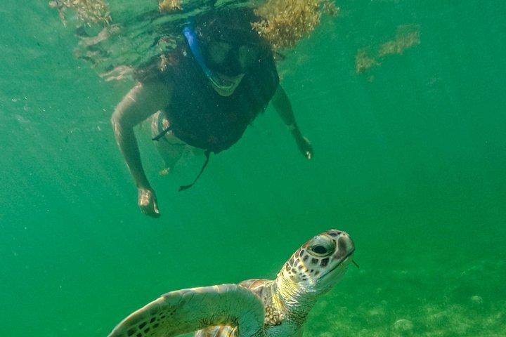 Akumal turtles sanctuary and go pro photos