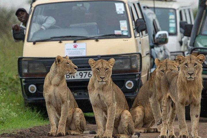 6 jours Masai Mara Lake Nakuru & Naivasha Safari Boat Promenade