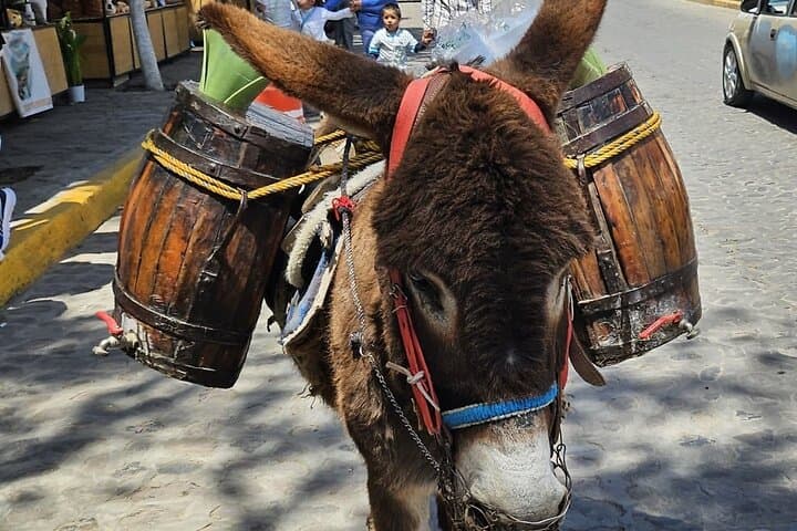 Horseback, Culture & Mexican Flavors Experience