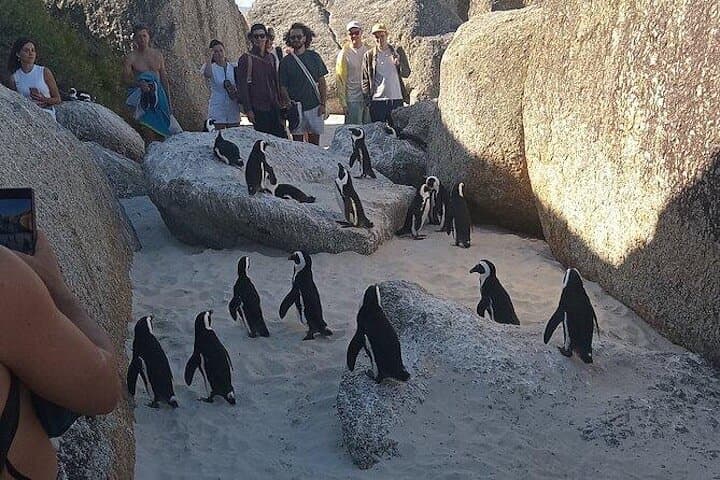 Private Tour: Penguins, Cape Point and Cape of Good Hope