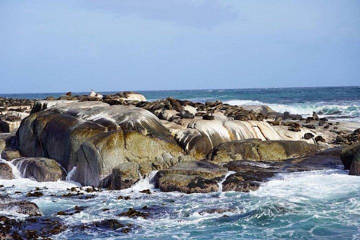 テーブルマウンテン、喜望峰、ペンギン全入園料込み