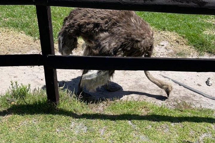 テーブルマウンテン、喜望峰、ペンギン全入園料込み