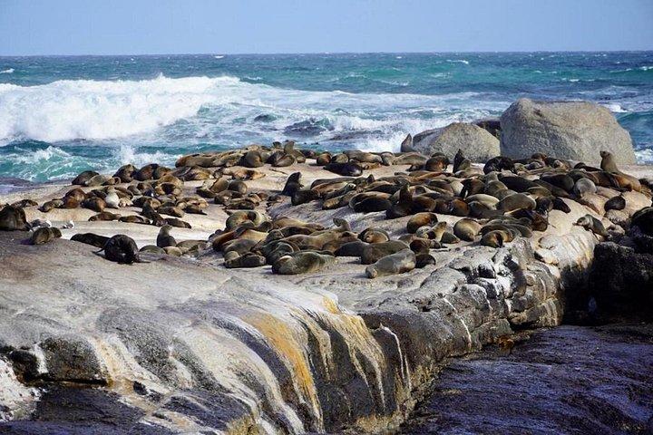テーブルマウンテン、喜望峰、ペンギン全入園料込み