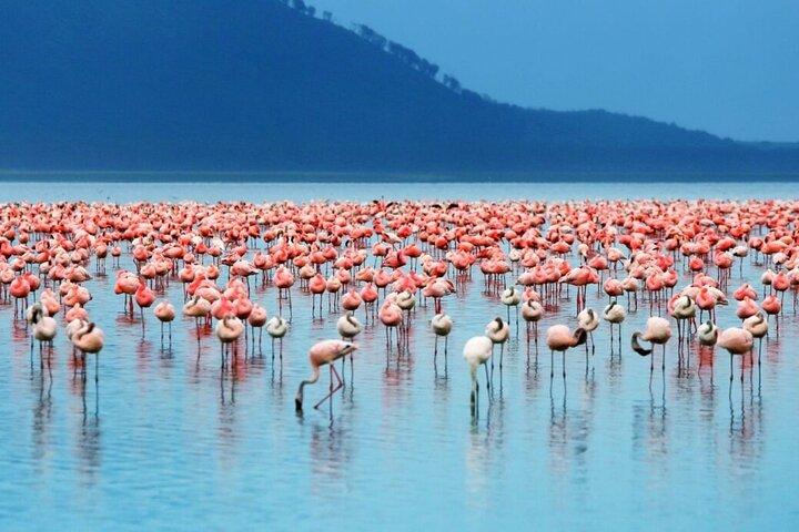 Lake Nakuru Tagesausflug mit Wildtierbeobachtung und optionaler Bootsfahrt