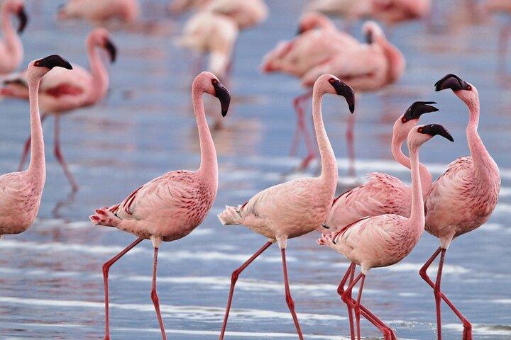 ナクル湖日帰りツアー（野生動物鑑賞とオプショナルボート）