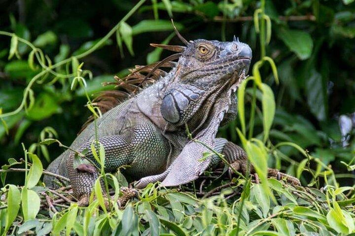 Kanotur i Tortuguero Økologisk udforskning af kanalerne