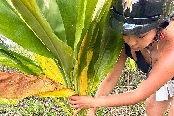 Tour guidato UTV a cavallo lungo l'Ohana Ranch (Big Island)