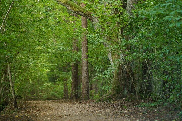 From Riga: Gauja National Park hike with Photographer in Sigulda