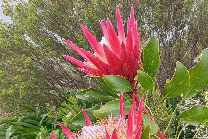 Table Mountain, Penguin Beach And Lunch + Constantia Wine Testing