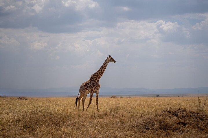 7 Day Wildebeest Calving Migration Safari