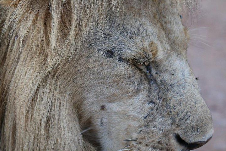 マサイマラ国立公園2日間プライベートサファリツアー
