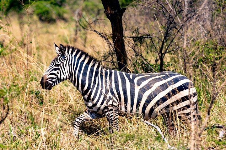 アカゲラ国立公園の野生動物発見の終日サファリ