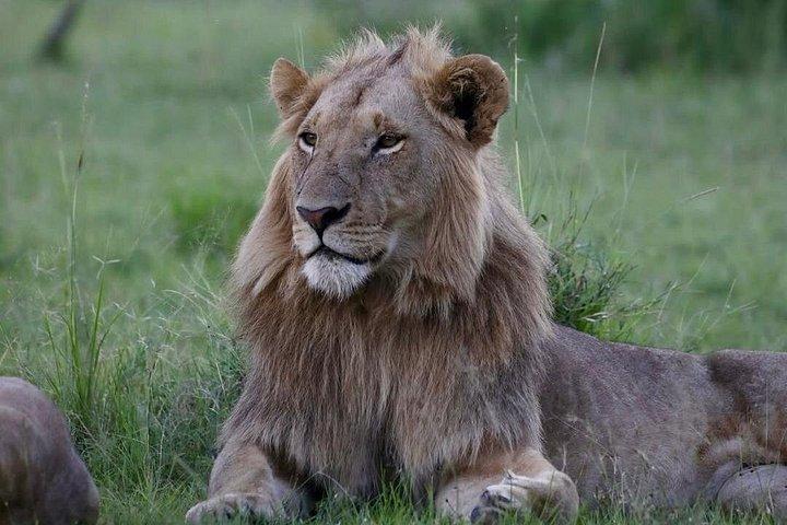 アカゲラ国立公園の野生動物発見の終日サファリ