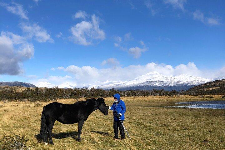 Se fugle og fauna i den chilenske Patagonia Private Tour