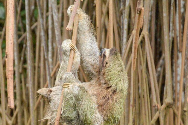 ナマケモノとカヤックツアー-倫理的な野生動物との出会い