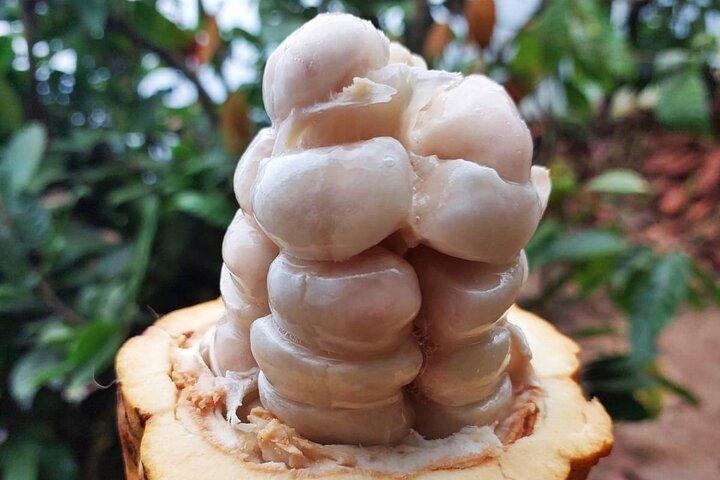 Monteverde: Tour do Café + Chocolate + Suco de Cana