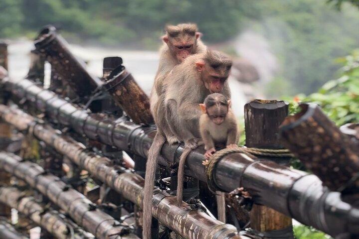 Athirappilly Waterfalls Day Trip from Kochi with Transfers