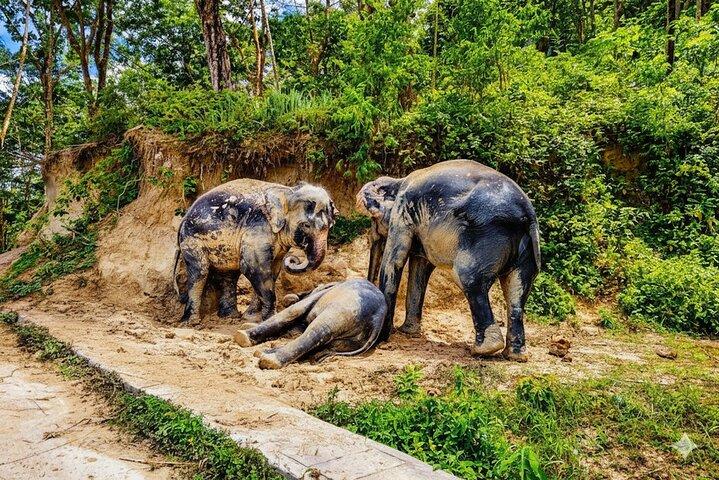 Visita guiada al Santuario Ético del Elefante de Phuket y traslados al hotel