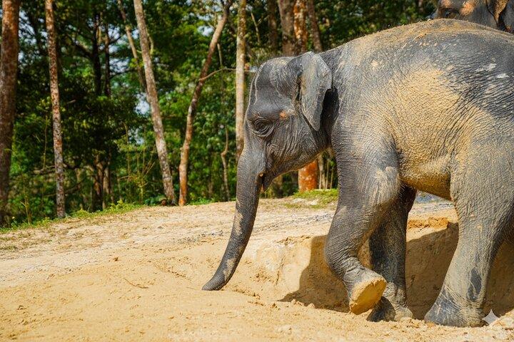 Phuket Ethical Elephant Sanctuary Visite guidée et transferts à l'hôtel