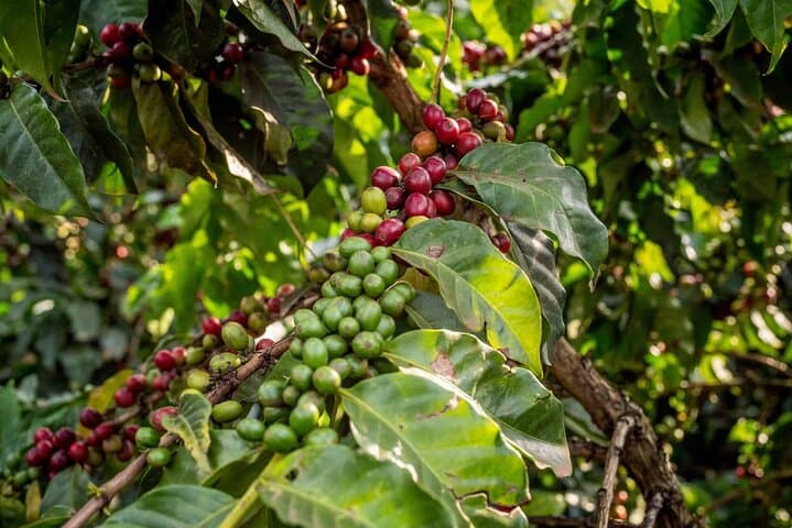 Coffee Farm Tour (Fairview)