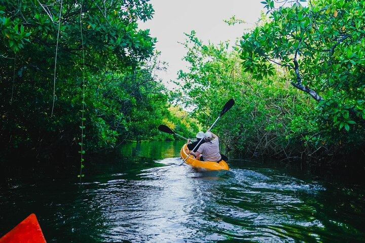Aventure sur des eaux sereines à travers les mangroves, Akurala
