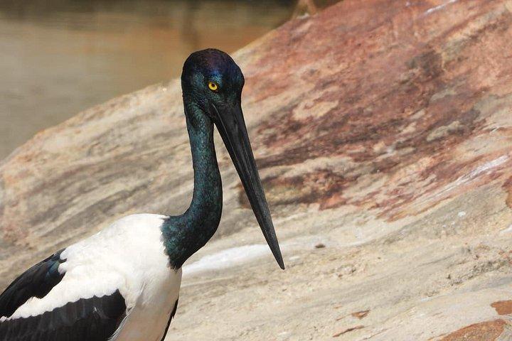 スリランカヤラ国立公園野生動物プライベートツアー