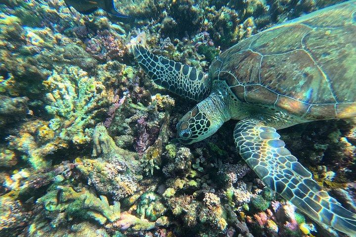 デイマニヤット諸島-タートルシュノーケル&カヤックアドベンチャー