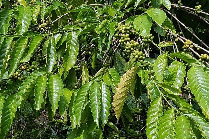 Tour privato alla scoperta culturale di Higüey (da Punta Cana)