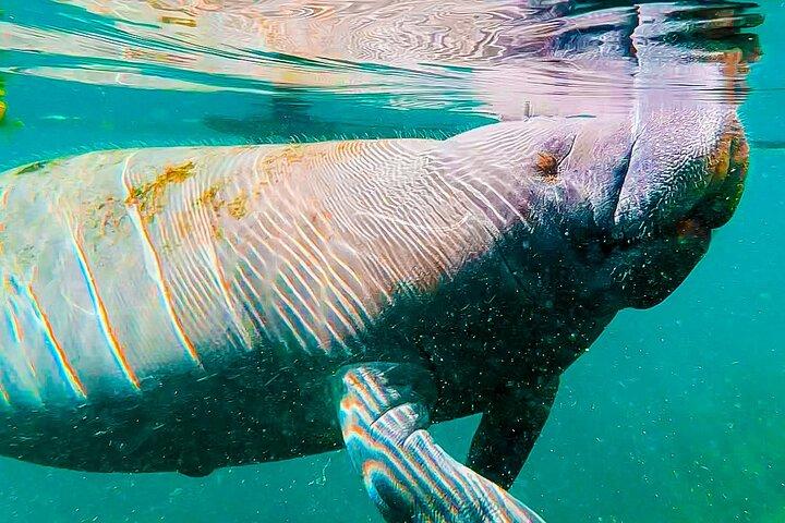Visite de Silver Springs Paddleboard Manatees & Monkeys