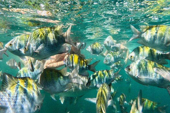 Puerto Vallarta: snorkeling con pesci tropicali e tour in teleferica