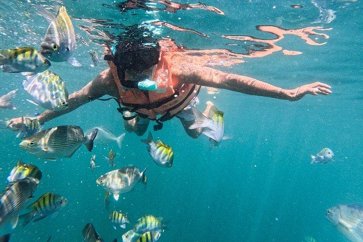 プエルト・バジャルタ：熱帯魚とシュノーケリングとジップラインツアー