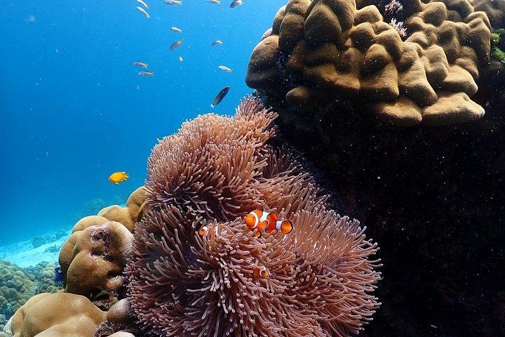 プーケット発 スピードカタマランによるシミラン諸島シュノーケリングツアー