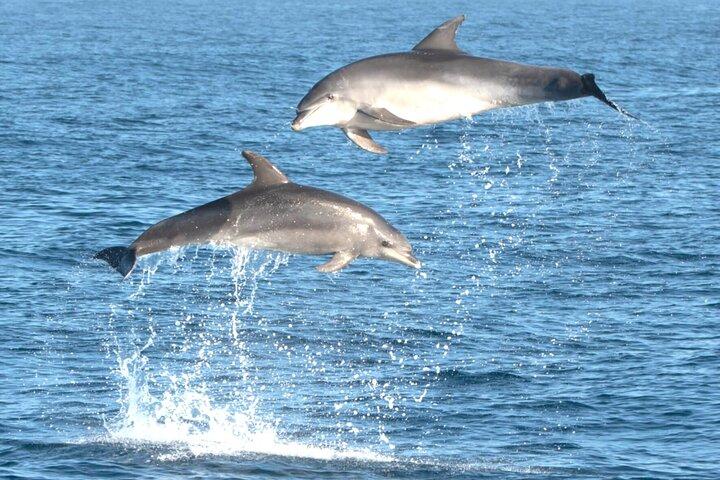Dolphin Watching Boat Excursion to Figarolo Island from Olbia