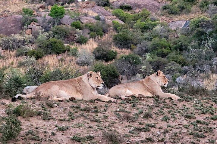 Addo Game drive/Traditionele Braai-BBQ lunch