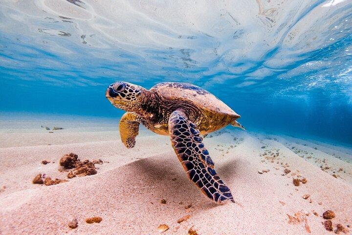 Havssköldpaddor Marsa Mubarak, Båttur med Snorkling-Marsa Alam