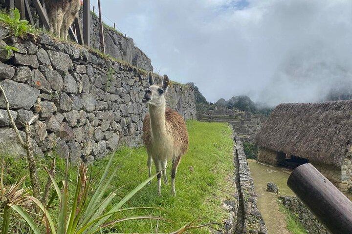 Hele dagtour door Machu Picchu