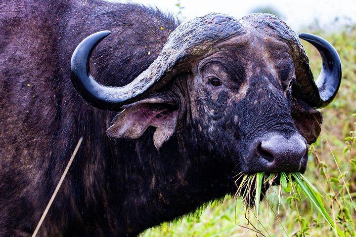 ナイロビ発アンボセリ国立公園終日サファリ