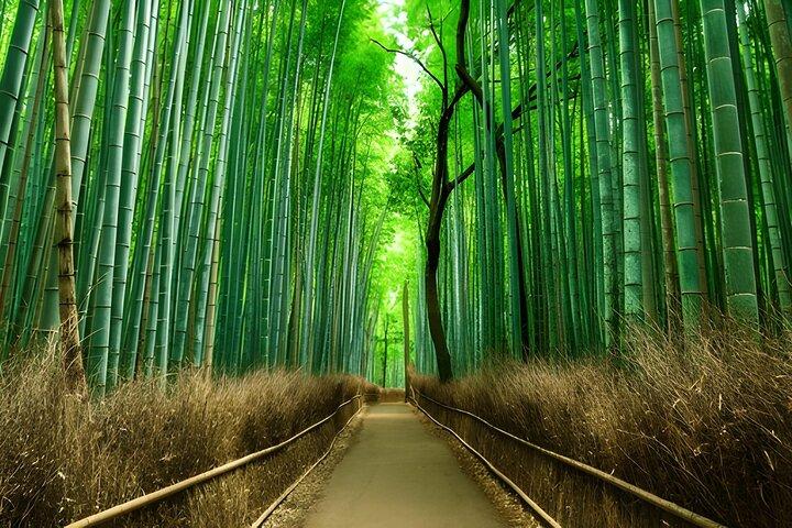 Privat Kyoto Sightseeing Tour med licensierad Green-Plate Vehicle