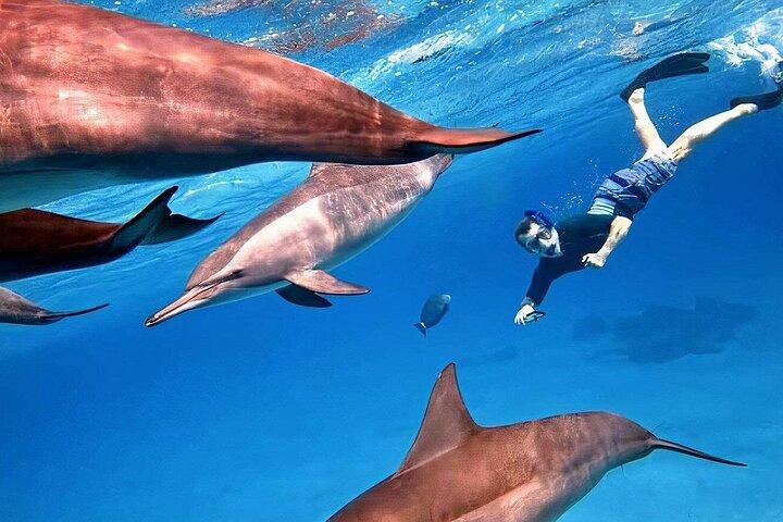 ドルフィンハウスサタヤリーフシュノーケリングクルーズ（マルサアラム発）